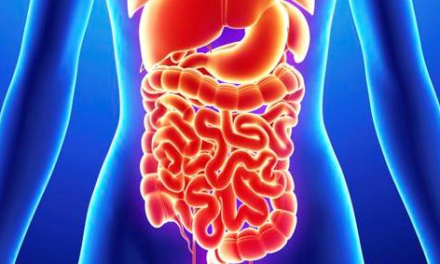 FABRICAN INTESTINO HUMANO