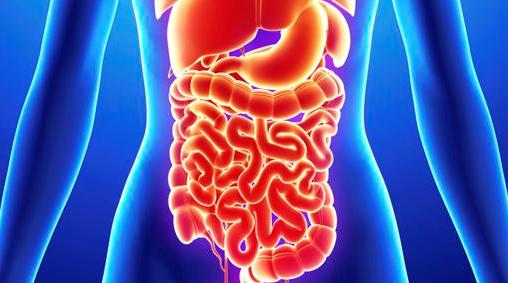 FABRICAN INTESTINO HUMANO
