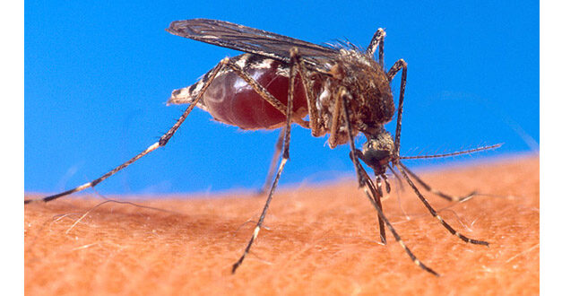 PICAN PICAN LO MOSQUITO…