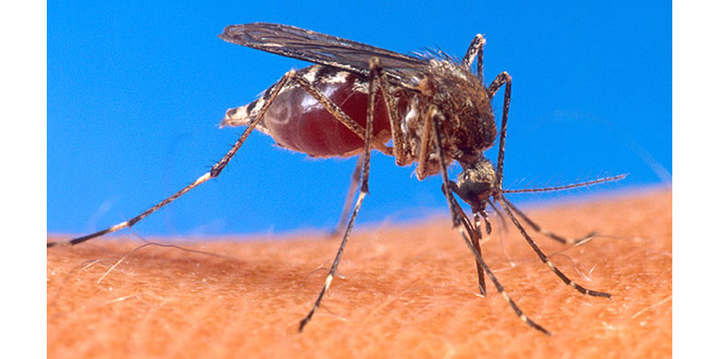 PICAN PICAN LO MOSQUITO…