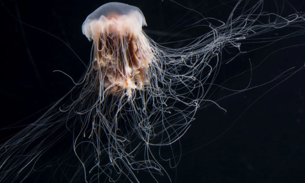 LAS MEDUSAS